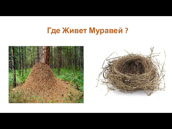 Где Живет Муравей ?