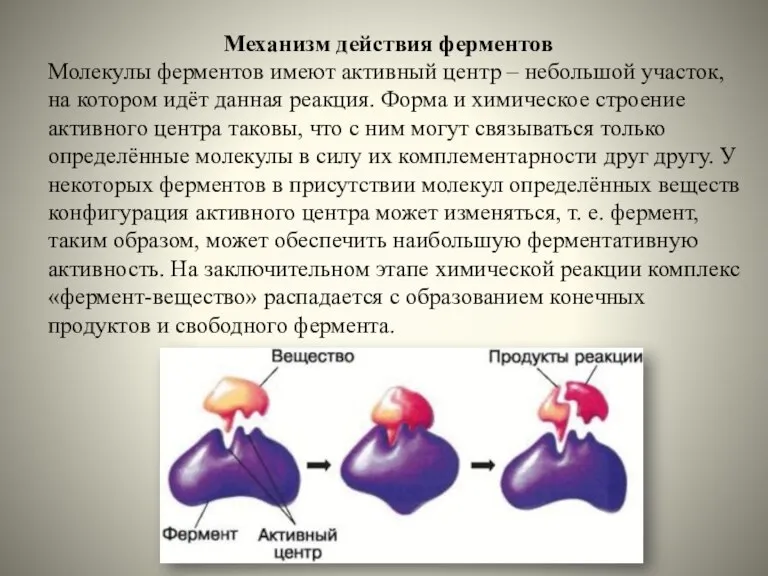 Механизм действия ферментов Молекулы ферментов имеют активный центр – небольшой участок, на