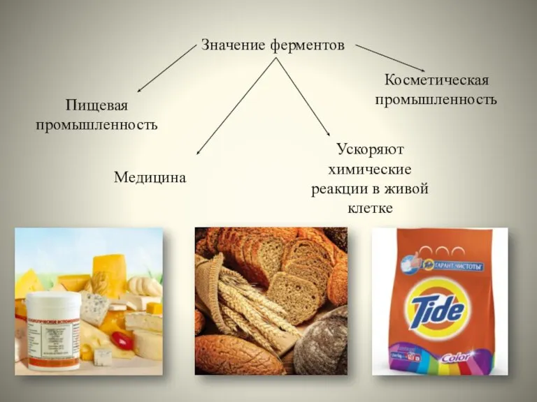 Значение ферментов Пищевая промышленность Косметическая промышленность Медицина Ускоряют химические реакции в живой клетке