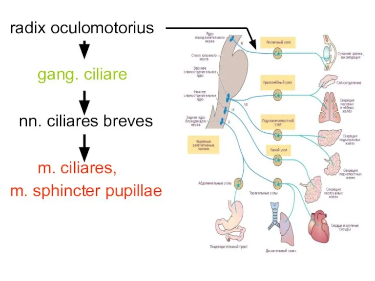 radix oculomotorius gang. ciliare nn. ciliares breves m. ciliares, m. sphincter pupillae