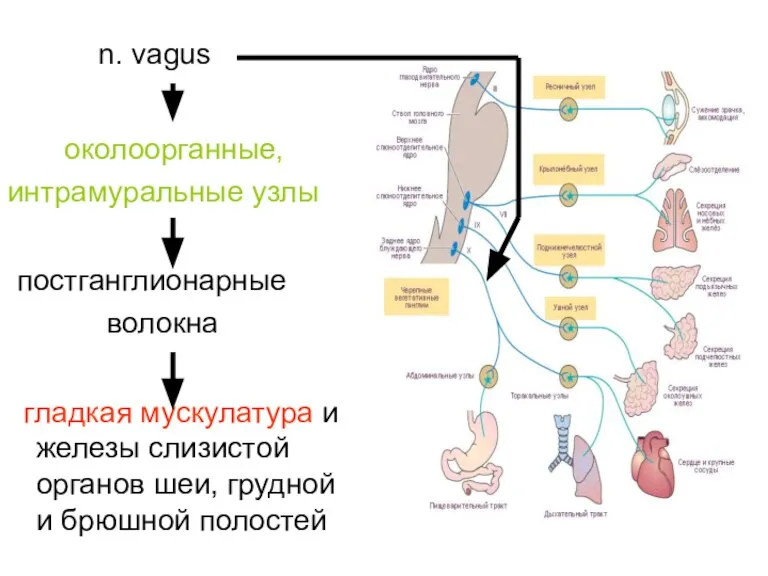 n. vagus околоорганные, интрамуральные узлы постганглионарные волокна гладкая мускулатура и железы слизистой