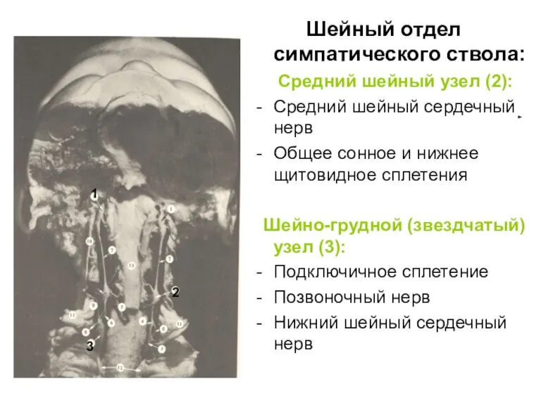 Шейный отдел симпатического ствола: Средний шейный узел (2): Средний шейный сердечный нерв