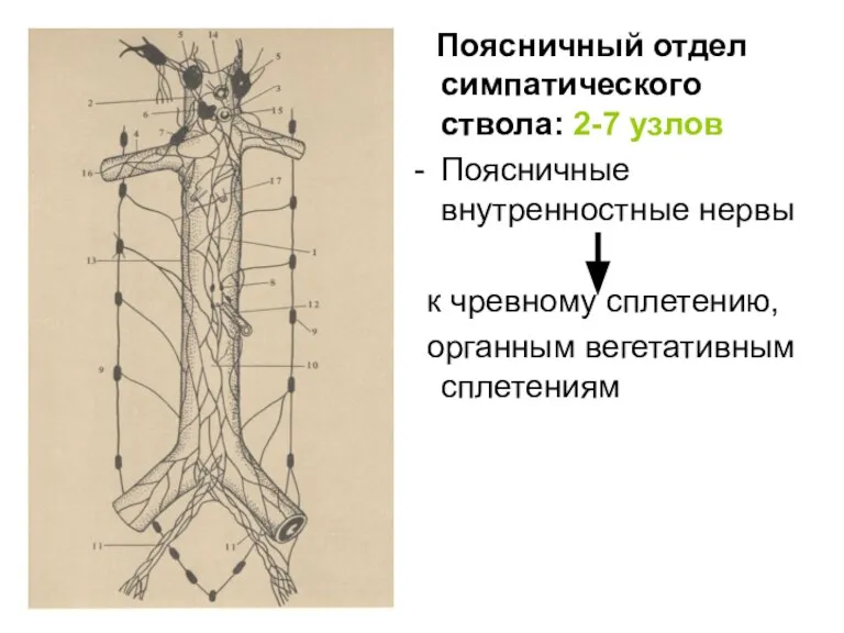 Поясничный отдел симпатического ствола: 2-7 узлов Поясничные внутренностные нервы к чревному сплетению, органным вегетативным сплетениям