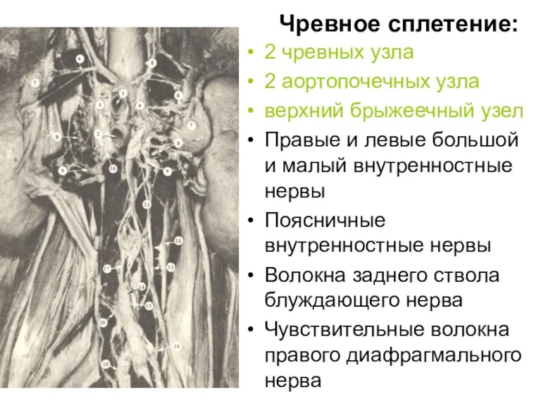 Чревное сплетение: 2 чревных узла 2 аортопочечных узла верхний брыжеечный узел Правые