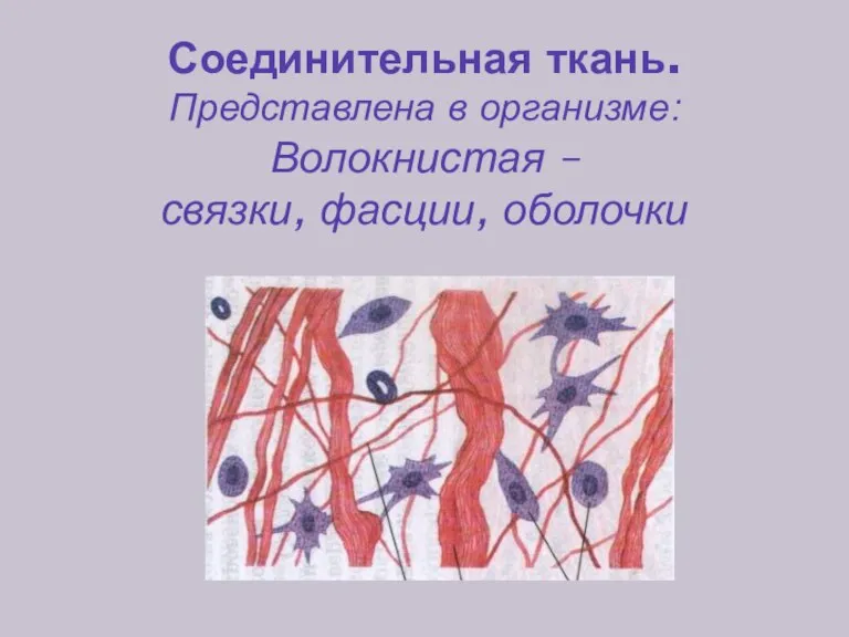 Соединительная ткань. Представлена в организме: Волокнистая – связки, фасции, оболочки