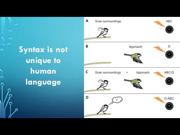 Syntax is not unique to human language