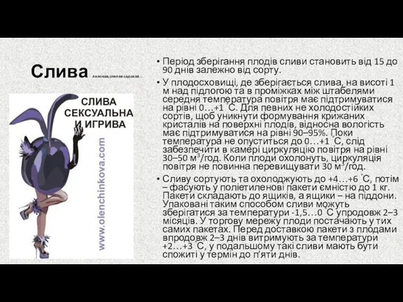 Слива лиловая,спелая садовая… Період зберігання плодів сливи становить від 15 до 90