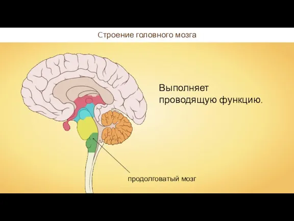 Cтроение головного мозга Выполняет проводящую функцию.