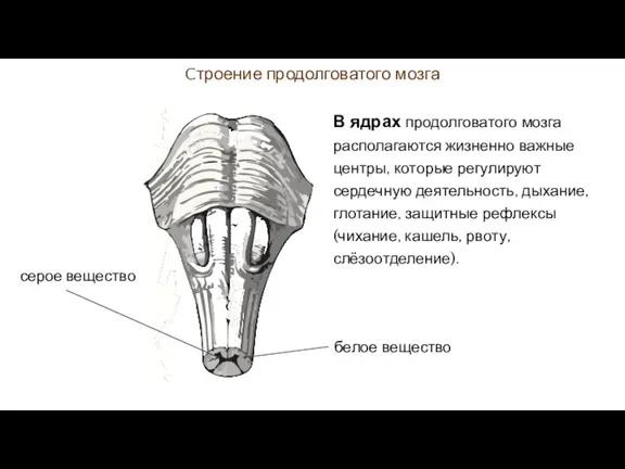 Cтроение продолговатого мозга В ядрах продолговатого мозга располагаются жизненно важные центры, которые