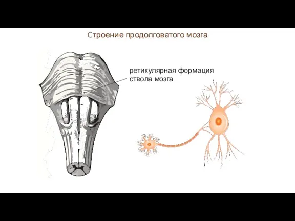 Cтроение головного мозга Cтроение продолговатого мозга