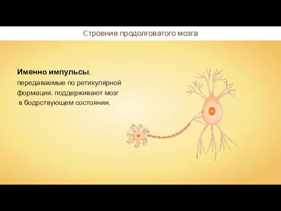 Cтроение продолговатого мозга Именно импульсы, передаваемые по ретикулярной формации, поддерживают мозг в бодрствующем состоянии.