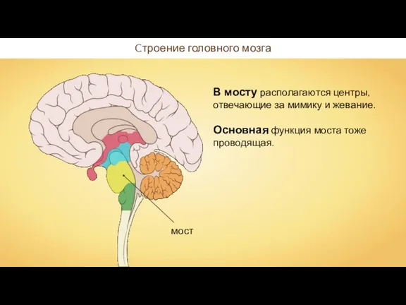 В мосту располагаются центры, отвечающие за мимику и жевание. Основная функция моста