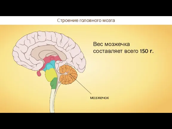 Cтроение головного мозга Вес мозжечка составляет всего 150 г.