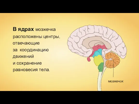 В ядрах мозжечка расположены центры, отвечающие за координацию движений и сохранение равновесия тела.