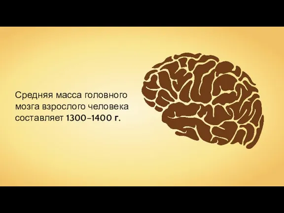 Средняя масса головного мозга взрослого человека составляет 1300–1400 г.