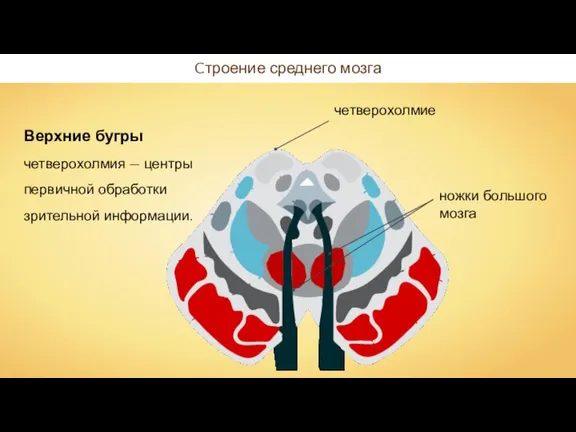 Cтроение среднего мозга Верхние бугры четверохолмия — центры первичной обработки зрительной информации.