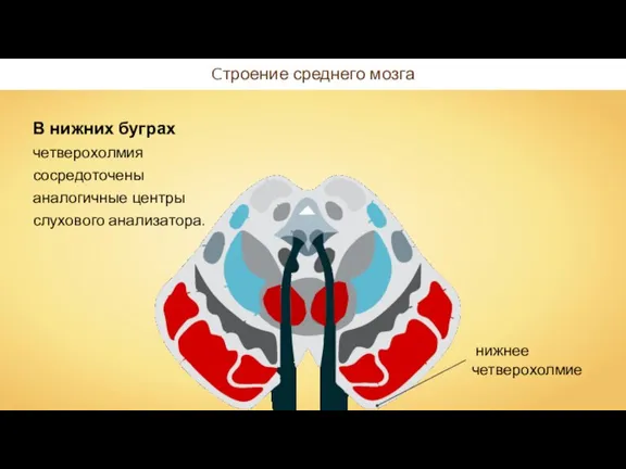 Cтроение среднего мозга В нижних буграх четверохолмия сосредоточены аналогичные центры слухового анализатора.