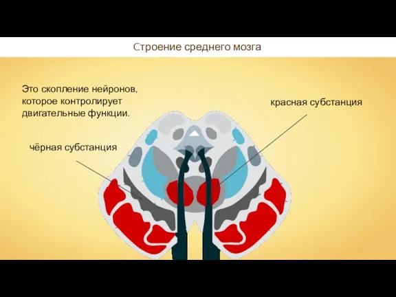 Cтроение среднего мозга Это скопление нейронов, которое контролирует двигательные функции.
