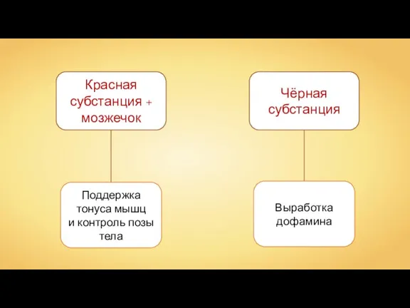 Красная субстанция + мозжечок Чёрная субстанция