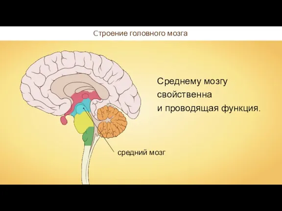 Cтроение головного мозга Среднему мозгу свойственна и проводящая функция.