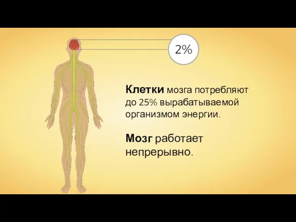 Клетки мозга потребляют до 25% вырабатываемой организмом энергии. Мозг работает непрерывно.