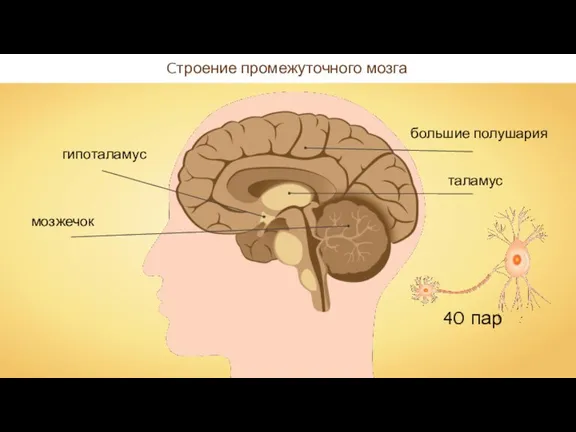 Cтроение промежуточного мозга 40 пар