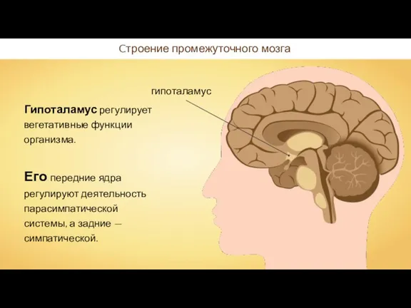 Cтроение промежуточного мозга Гипоталамус регулирует вегетативные функции организма. Его передние ядра регулируют