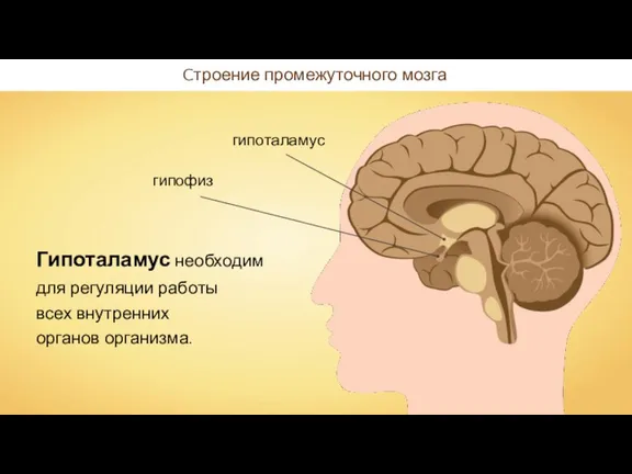 Cтроение промежуточного мозга Гипоталамус необходим для регуляции работы всех внутренних органов организма.