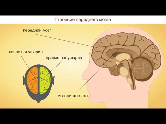 Cтроение переднего мозга
