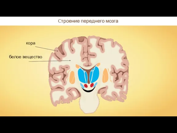 Cтроение переднего мозга