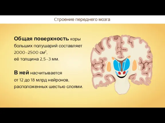 Общая поверхность коры больших полушарий составляет 2000–2500 см2, её толщина 2,5–3 мм.