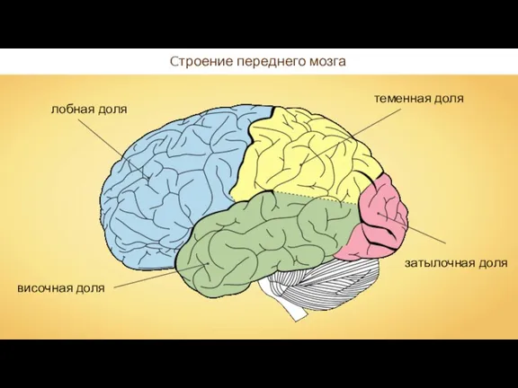 Cтроение переднего мозга