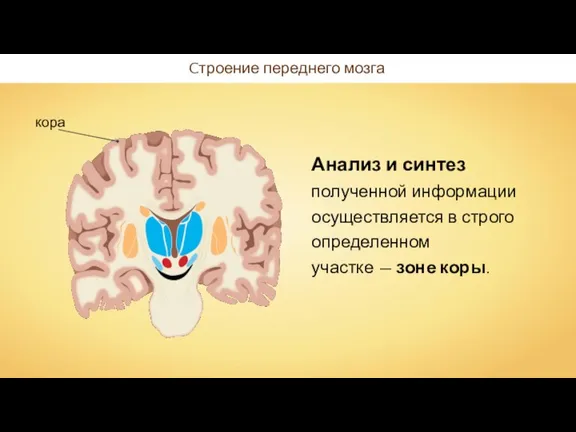 Cтроение переднего мозга Анализ и синтез полученной информации осуществляется в строго определенном участке — зоне коры.