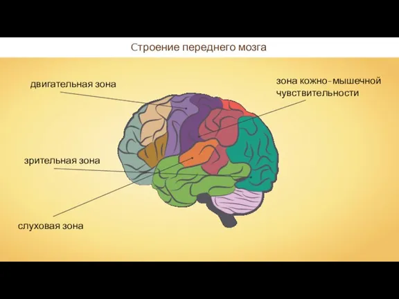 Cтроение переднего мозга