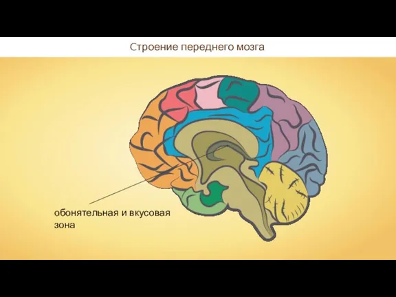 Cтроение переднего мозга