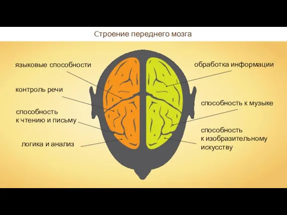 Cтроение переднего мозга