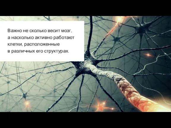 Важно не сколько весит мозг, а насколько активно работают клетки, расположенные в различных его структурах.