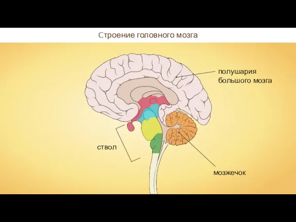 Cтроение головного мозга