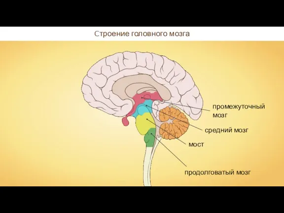 Cтроение головного мозга