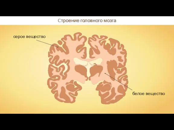 Cтроение головного мозга