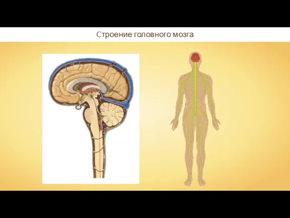 Cтроение головного мозга