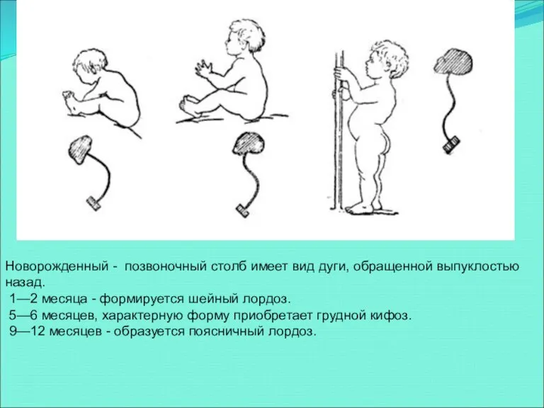 Новорожденный - позвоночный столб имеет вид дуги, обращенной выпукло­стью назад. 1—2 месяца
