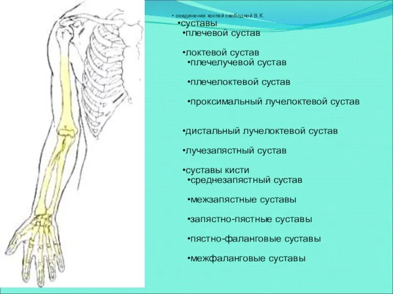 соединения костей верхней конечности соединения костей пояса В.К. грудино-ключичный сустав акромиально-ключичный сустав