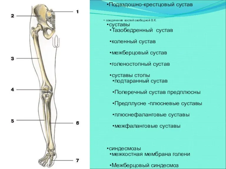 соединения костей нижней конечности соединения костей пояса Н.К. Лобковый симфиз Подвздошно-крестцовый сустав