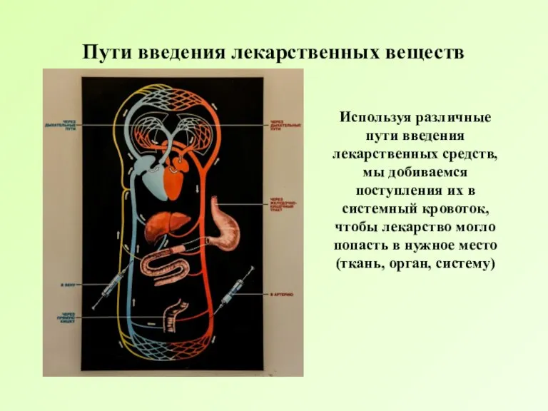 Пути введения лекарственных веществ Используя различные пути введения лекарственных средств, мы добиваемся