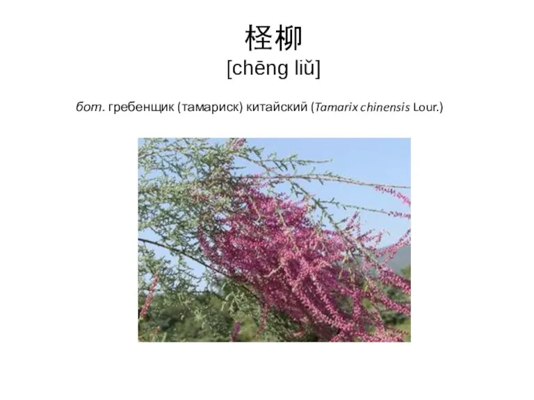 柽柳 [chēng liǔ] бот. гребенщик (тамариск) китайский (Tamarix chinensis Lour.)