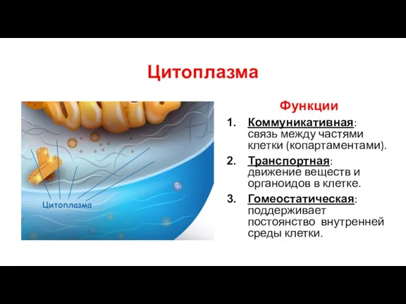 Цитоплазма Функции Коммуникативная: связь между частями клетки (копартаментами). Транспортная: движение веществ и