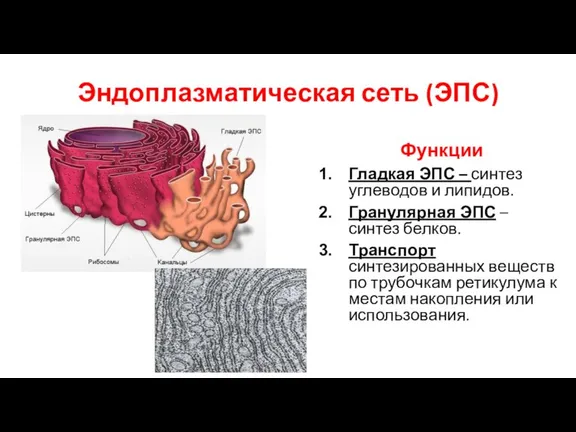 Эндоплазматическая сеть (ЭПС) Функции Гладкая ЭПС – синтез углеводов и липидов. Гранулярная