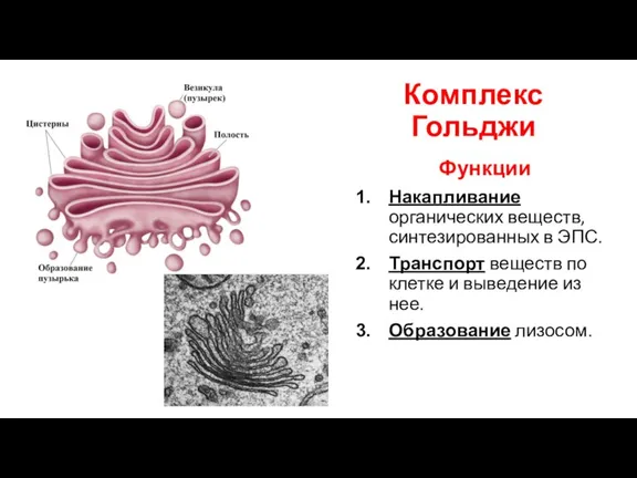 Комплекс Гольджи Функции Накапливание органических веществ, синтезированных в ЭПС. Транспорт веществ по