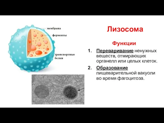 Лизосома Функции Переваривание ненужных веществ, отмирающих органелл или целых клеток. Образование пищеварительной вакуоли во время фагоцитоза.